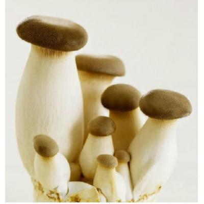 杏鲍菇/斤(500g±10g)