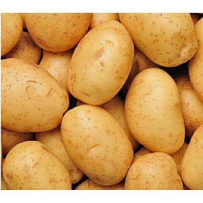 土豆/斤(500g±10g)