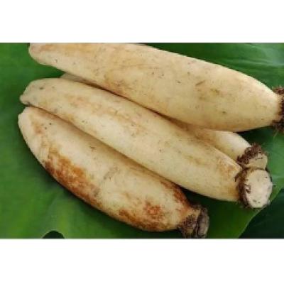 莲藕/节(500g±20g)